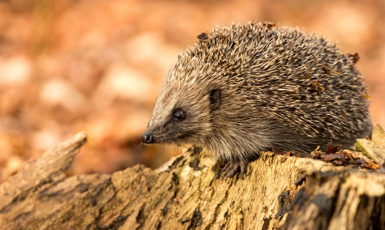 hedgehogs extinction