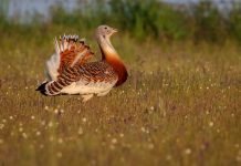 endangered European birds, habitat loss