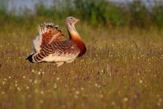 endangered European birds, habitat loss