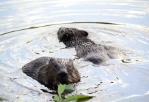 beavers in devon