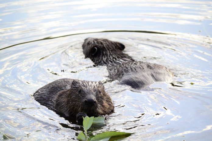 beavers in devon