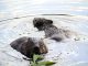 beavers in devon