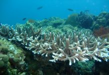 artificial upwelling, coral bleaching