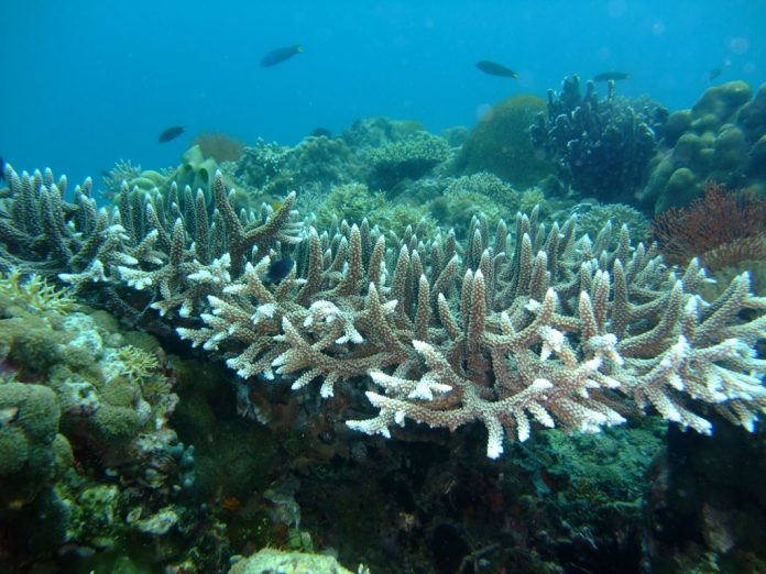 artificial upwelling, coral bleaching