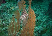 falkor research vessel, deep sea coral, great barrier reef
