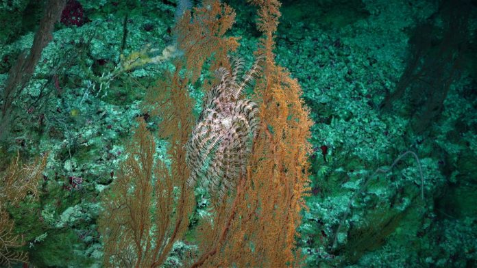falkor research vessel, deep sea coral, great barrier reef