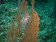 falkor research vessel, deep sea coral, great barrier reef