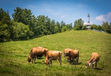 sustainable future of livestock