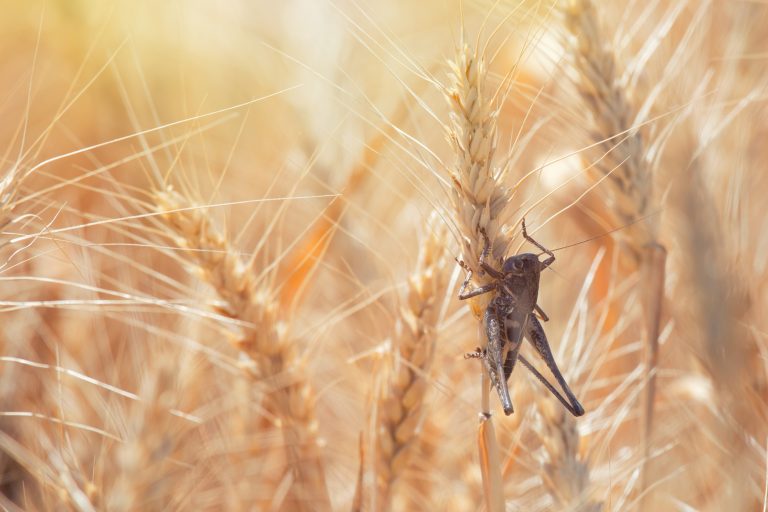 battling a locust infestation