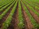 plant protein fertilisers