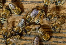 honeybee venom, breast cancer