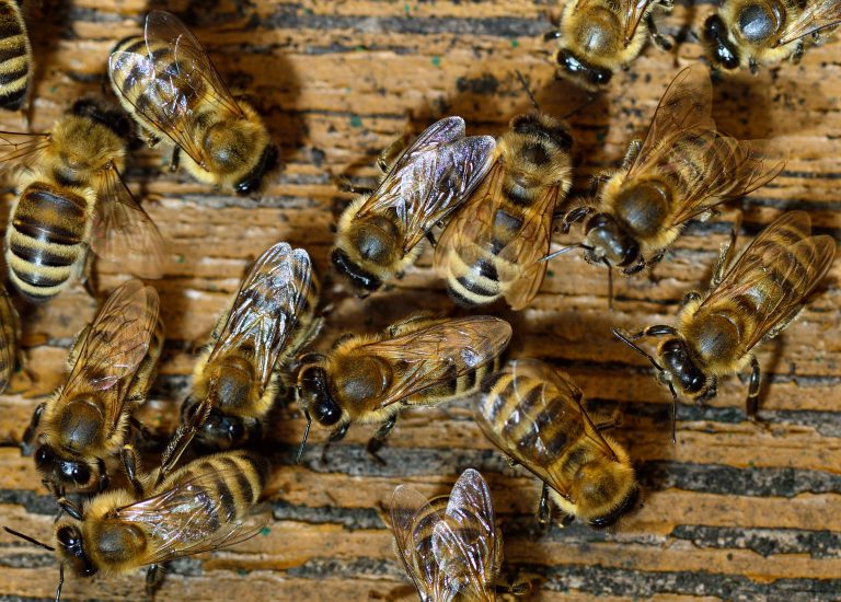 honeybee venom, breast cancer