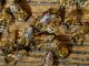 honeybee venom, breast cancer