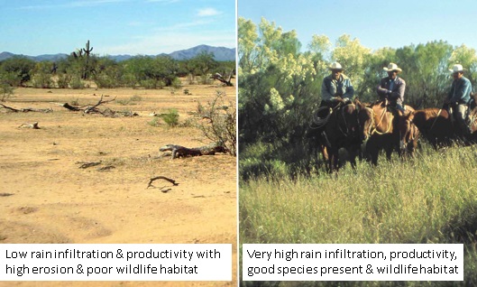 soil carbon, environment