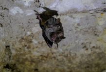 vampire bats socially distance