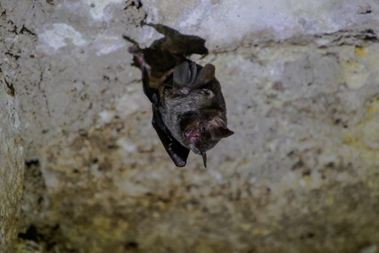 vampire bats socially distance