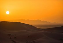 trees in the Sahara, west africa