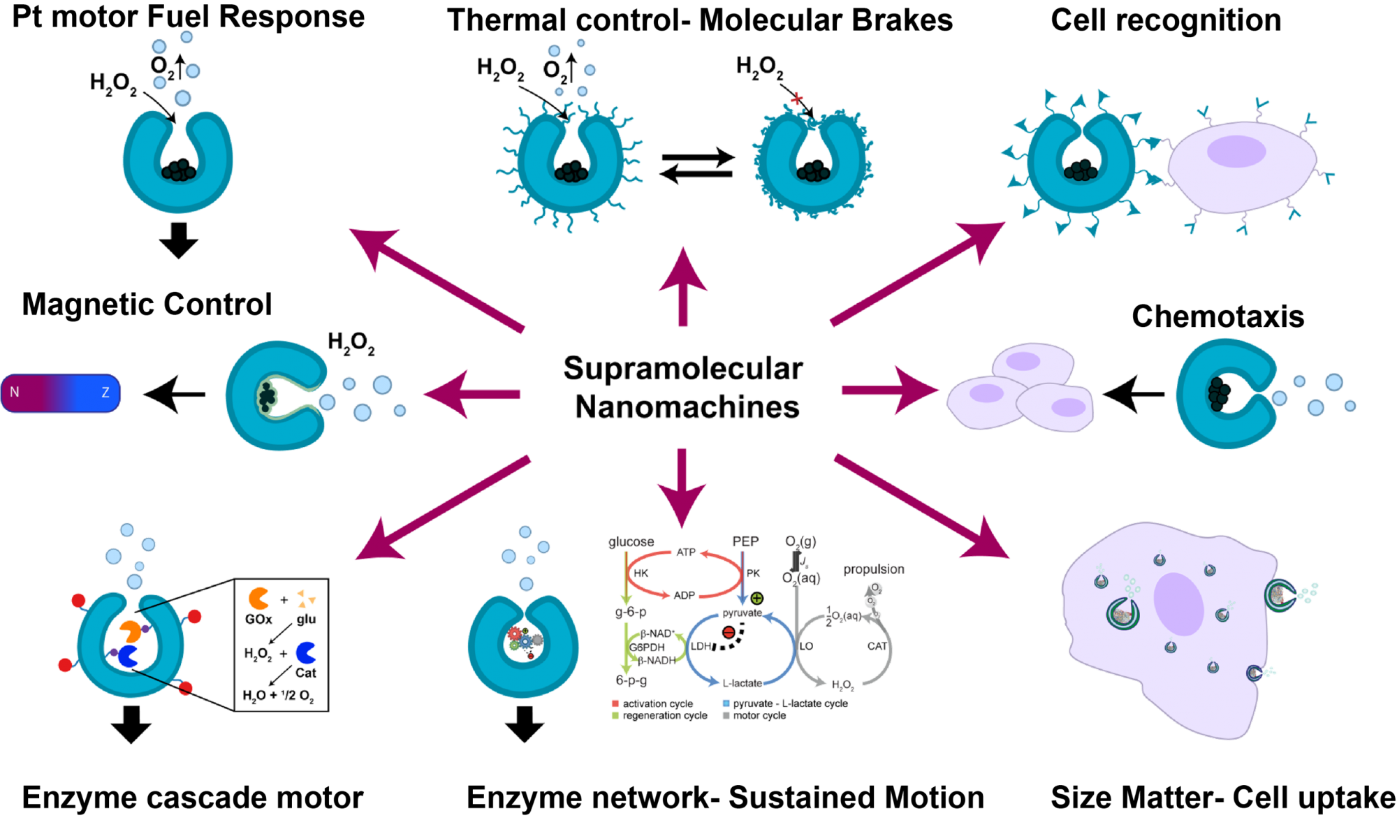 supramolecular, enzymes