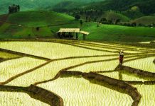 thai jasmine rice, farming