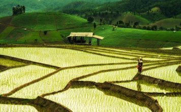 thai jasmine rice, farming