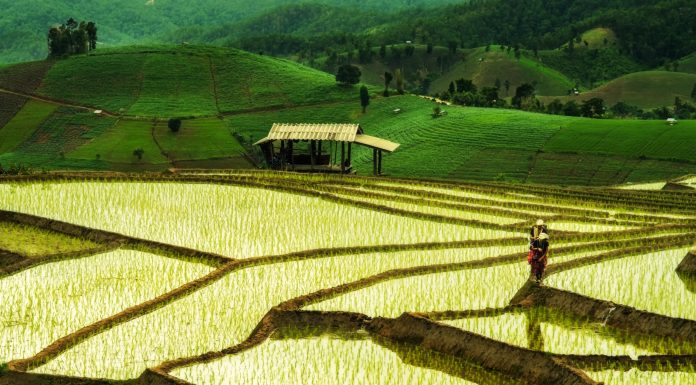 thai jasmine rice, farming