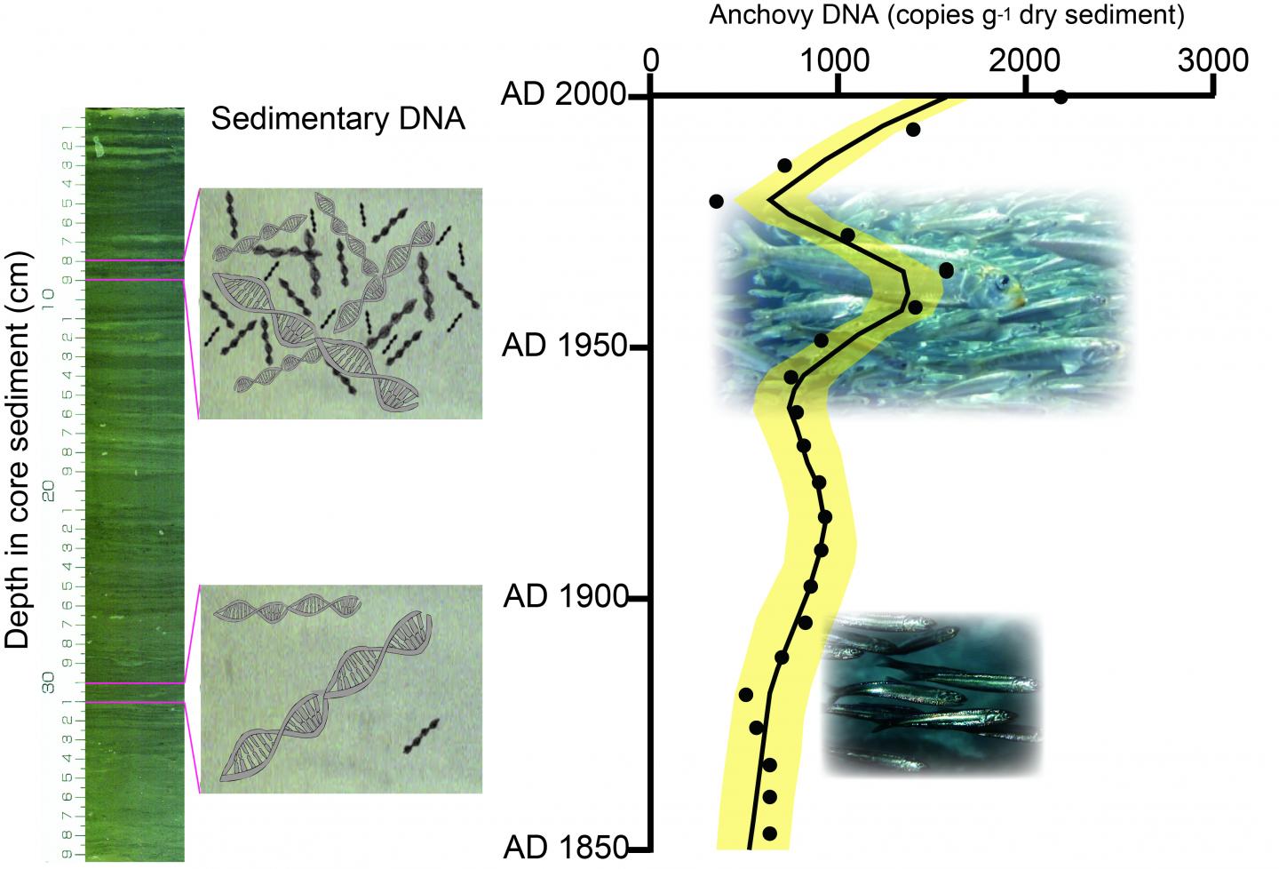 marine fish DNA, sediment