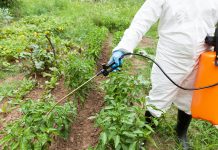 synthetic pesticides