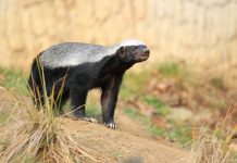 living honey badger