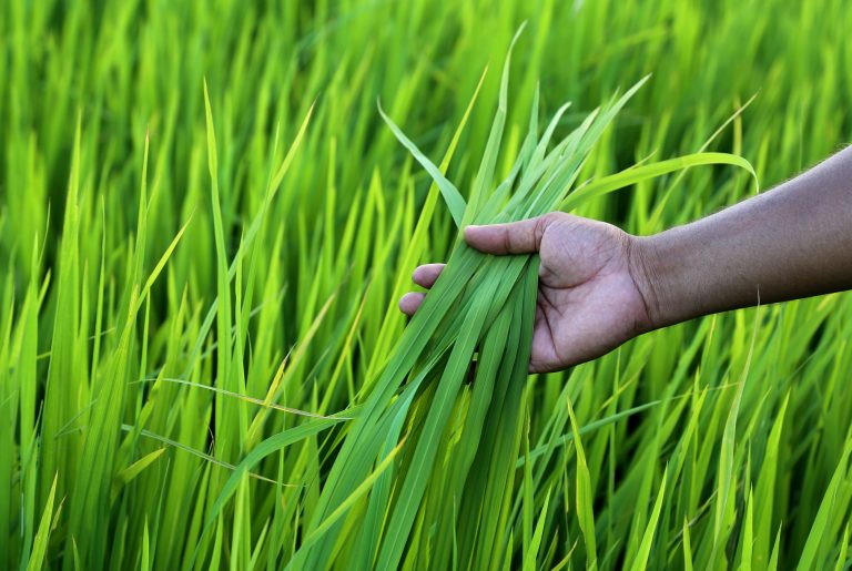 U.S. rice farmers