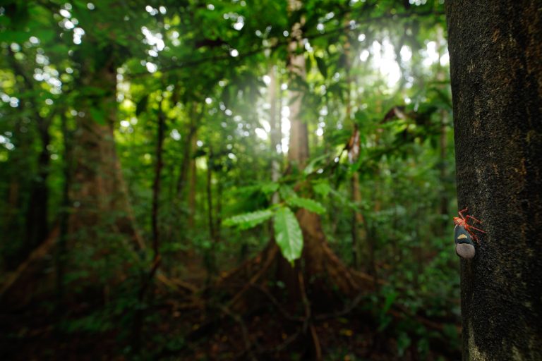 tropical peatland conservation, COVID-19