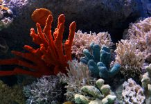 protect coral, conservation