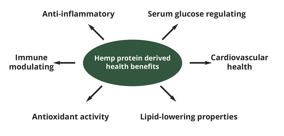 hemp protein