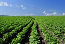 genetically modified crops