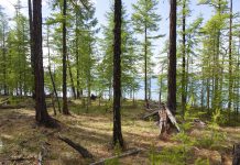 improved forest management