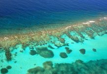caribbean coral reef, PAC