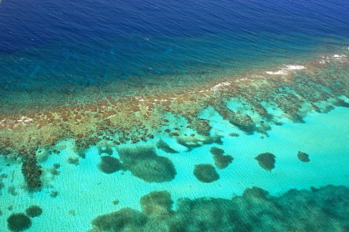 Caribbean reef, PAC