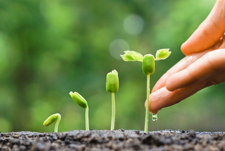 plant roots, plants