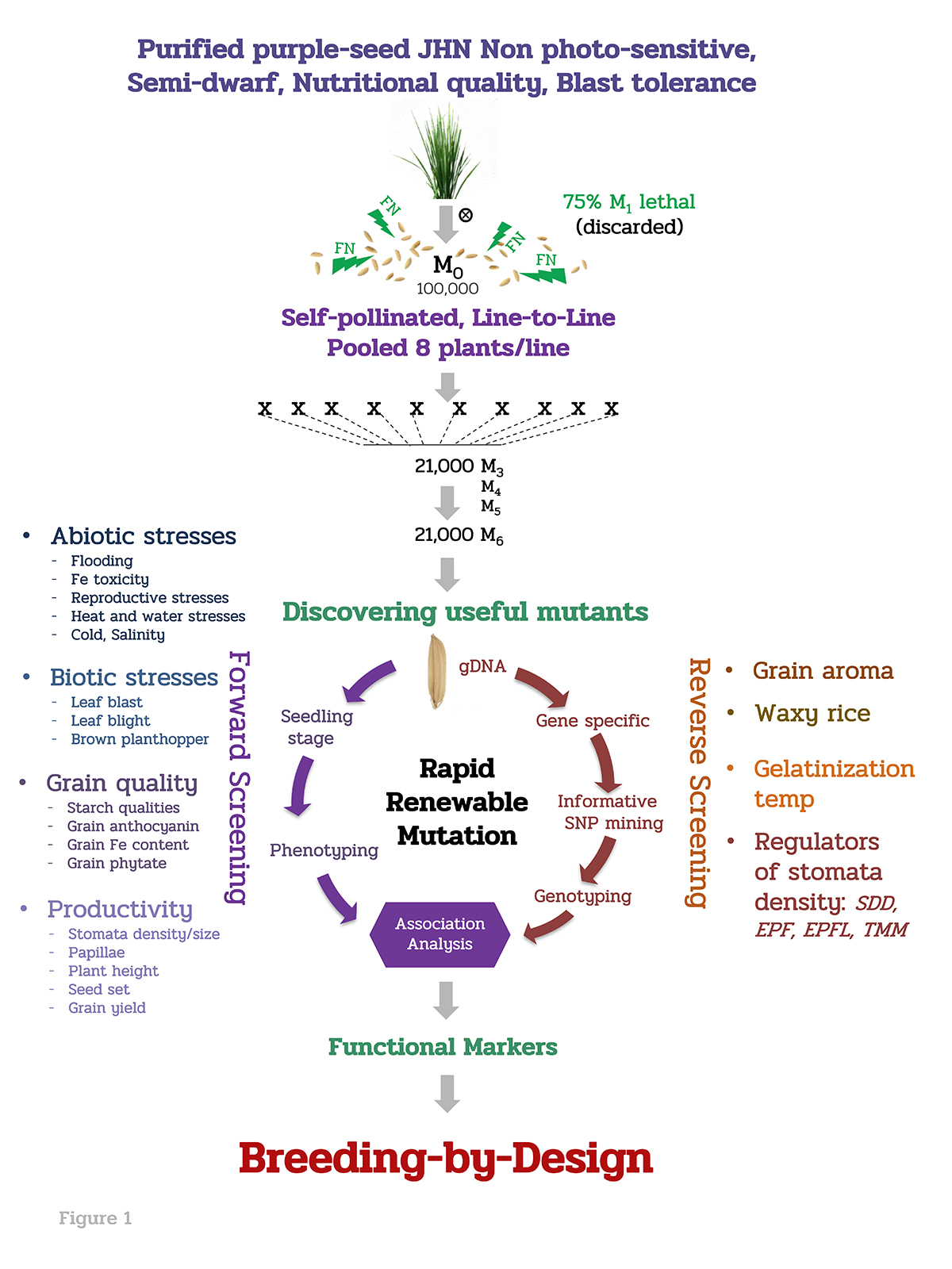 purple rice, genetic diversity