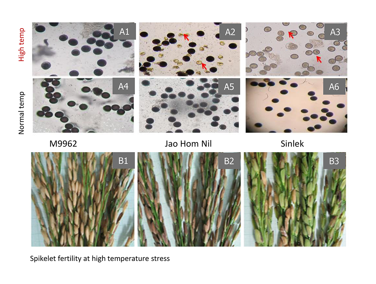 purple rice, genetic diversity