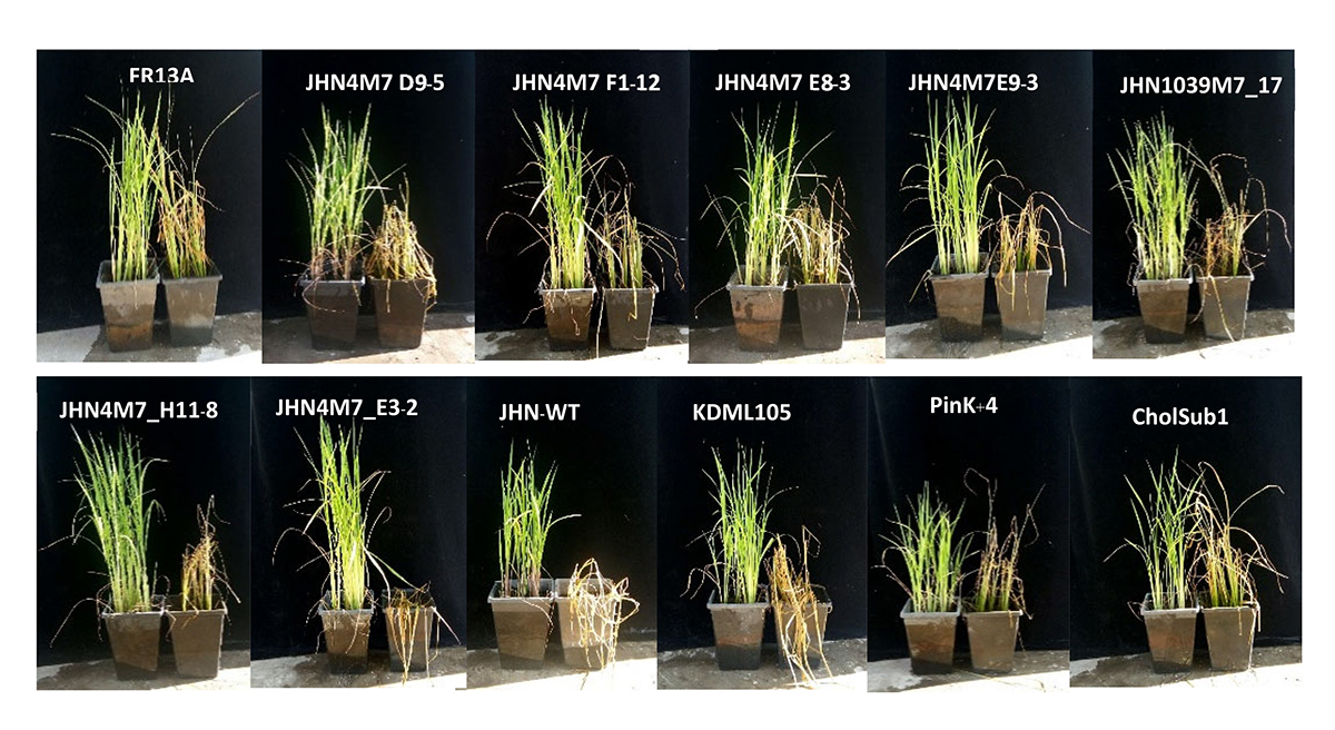 purple rice, genetic diversity