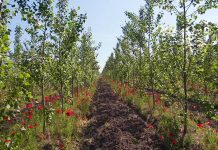 land availability, Dendromass4Europe