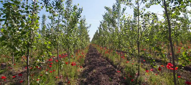 land availability, Dendromass4Europe