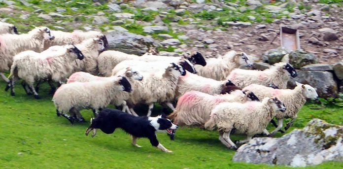 autonomous ai systems, sheep herding