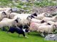 autonomous ai systems, sheep herding