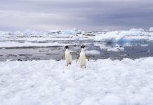 antarctic penguins