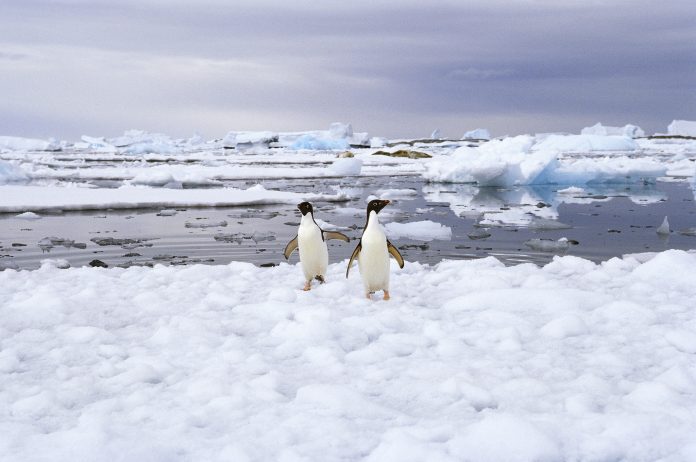 antarctic penguins