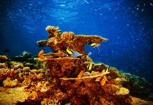 Indo-Pacific corals cope better in higher ocean temperatures