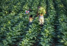 multinational land deals, food security