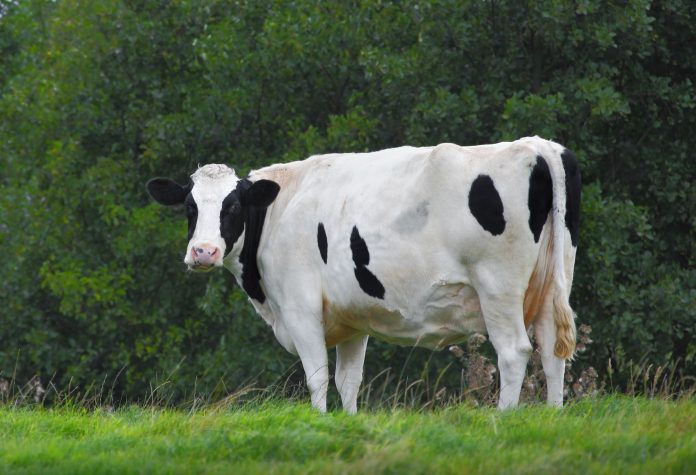 bovine tuberculosis