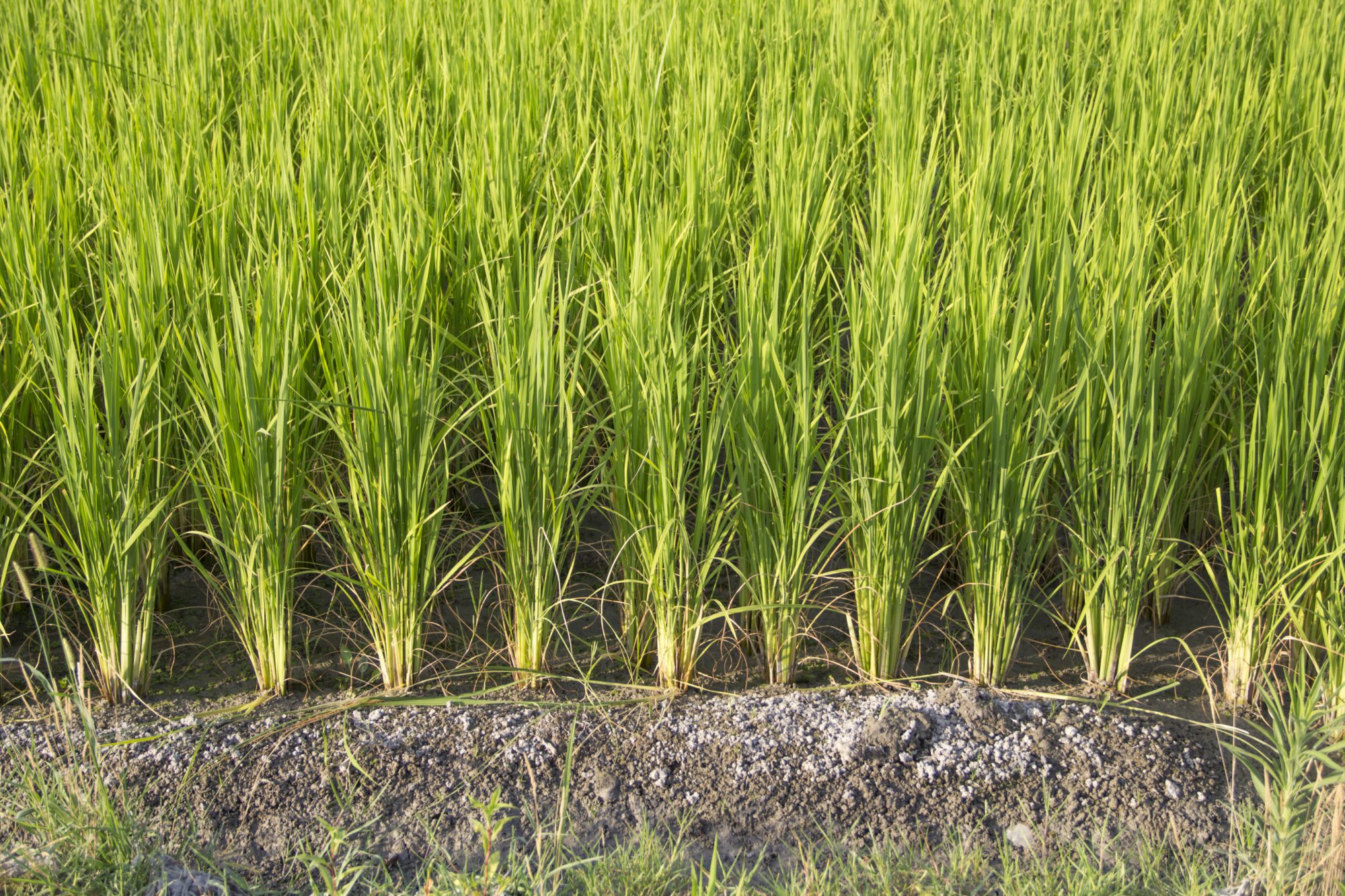 Can I Grow Rice